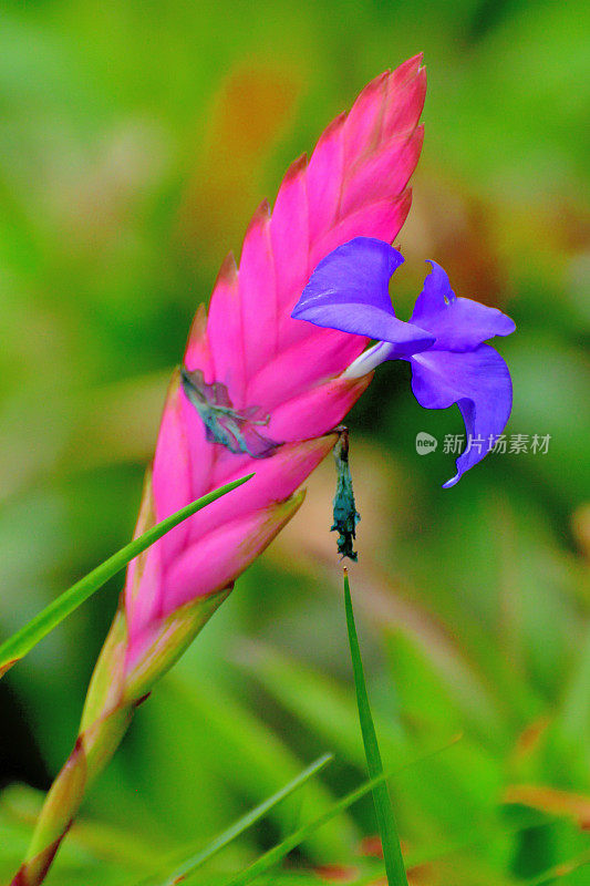 Tillandsia cyanea花